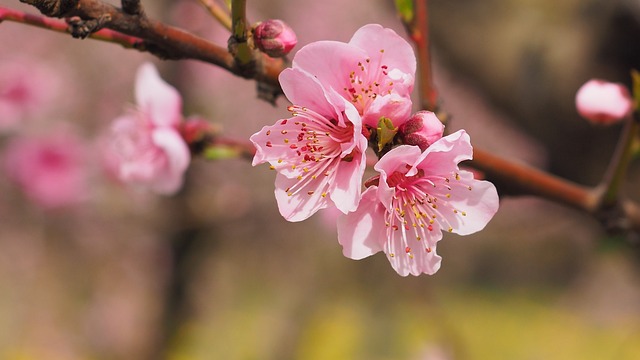cherry blossoms (桜)