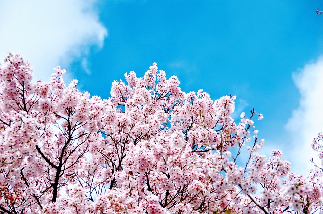 桜 (sakura)