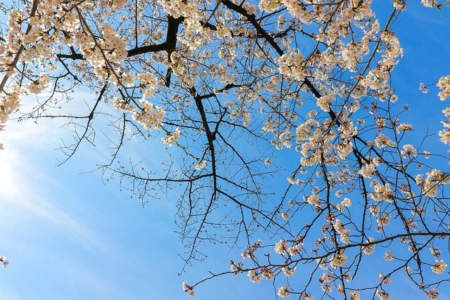 桜 (cherry blossoms)