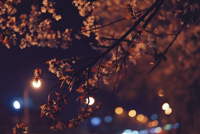 night cherry blossoms