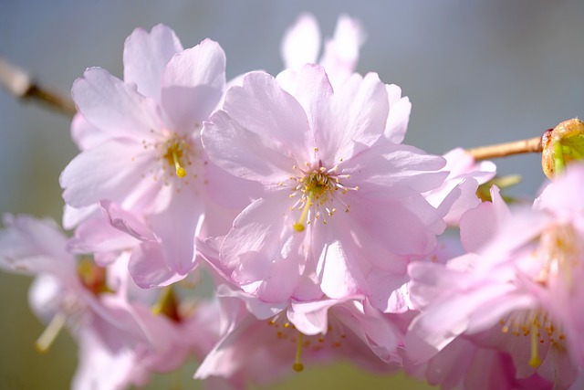 sakura (cherry blossoms)