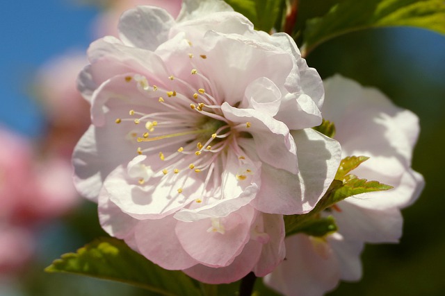 sakura (桜)